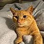 cat, orange_tabby, pet, animal, whiskers, indoor, blanket, cozy, fur, cute, relaxed, close_up, face, paw, soft_texture, domestic_cat, sleepy, resting, warm_lighting, curious