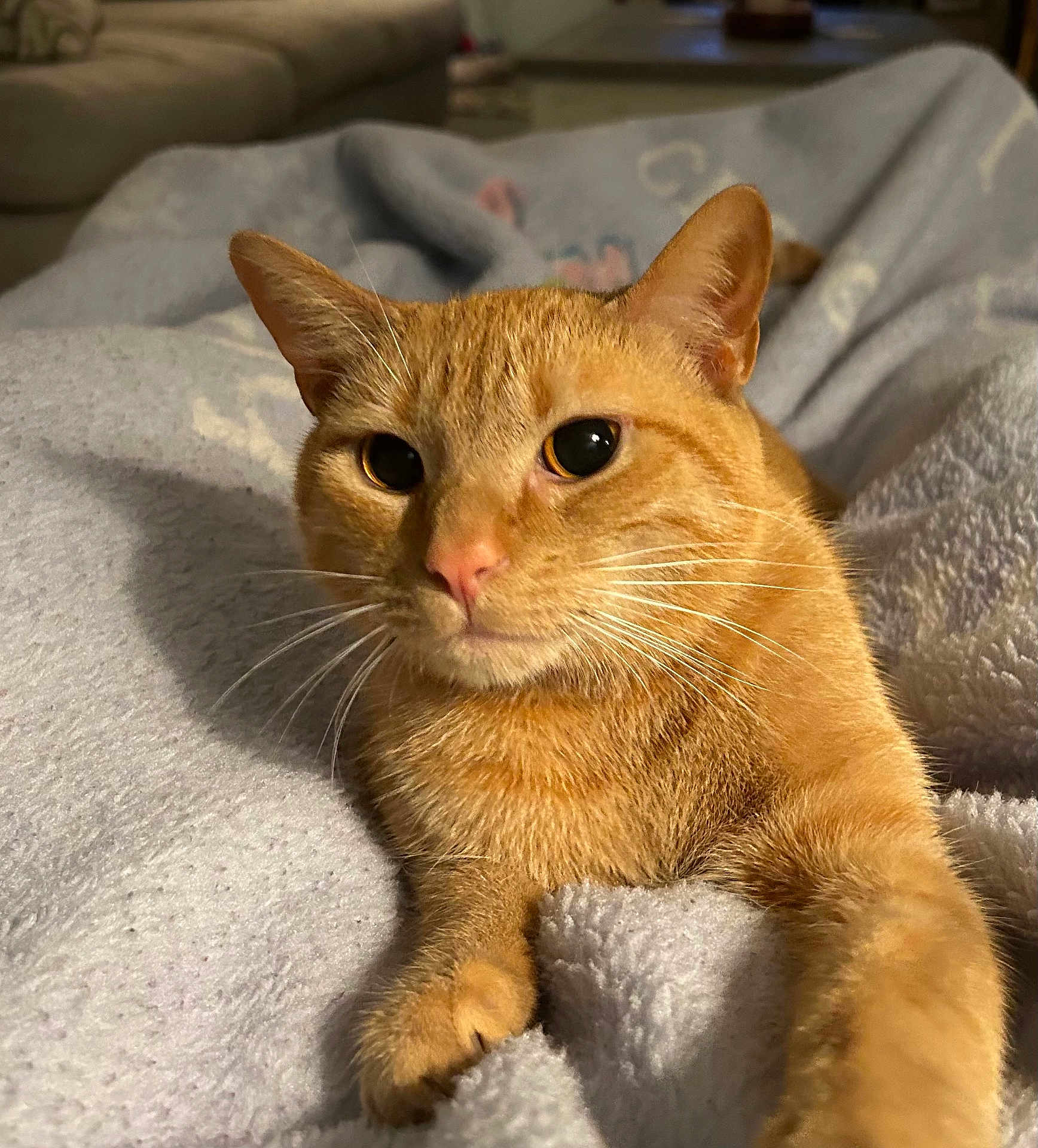 Jojo is registered to the contest to win money with this photo: cat, orange_tabby, pet, animal, whiskers, indoor, blanket, cozy, fur, cute, relaxed, close_up, face, paw, soft_texture, domestic_cat, sleepy, resting, warm_lighting, curious