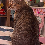 Gronk is registered to the contest to win money with this photo: cat, tabby_cat, pet, animal, indoor, bed, blanket, furniture, dumbbell, lotion_bottle, sticker, toy, sitting, fur, whiskers, ears, side_view, domestic, cozy, room