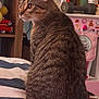 cat, tabby_cat, pet, animal, indoor, bed, blanket, furniture, dumbbell, lotion_bottle, sticker, toy, sitting, fur, whiskers, ears, side_view, domestic, cozy, room