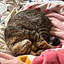 Gronk joined the competition — help win amazing prizes! cat, tabby, sleeping, curled_up, blanket, pink, hearts, soft, cozy, fur, pet, indoor, resting, cute, domestic_animal, relaxation, bed, warm, napping, comfort