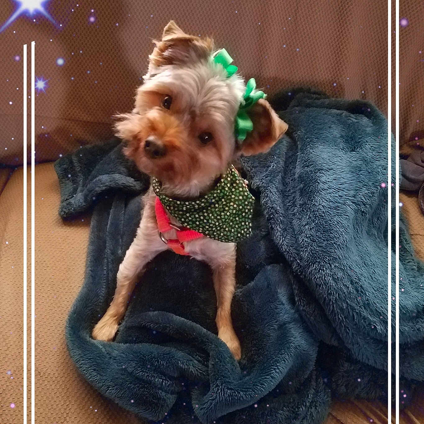 Rocket is registered to the contest to win money with this photo: advertising, canidae, carnivore, companion_dog, dog, dog_breed, dog_supply, doll, fawn, font, happy, illustration, pattern, photo_caption, product, sporting_group, toy, toy_dog, water_dog, working_animal