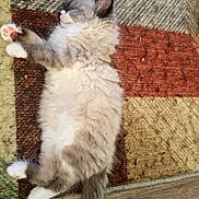 Mikko is registered to the contest to win money with this photo: kitten, cat, sleeping, fluffy, fur, white_fur, gray_fur, pink_paws, paws, tail, lying_down, relaxed, indoor, rug, patterned_rug, wooden_floor, cozy, pet, cute, portrait