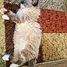 kitten, cat, sleeping, fluffy, fur, white_fur, gray_fur, pink_paws, paws, tail, lying_down, relaxed, indoor, rug, patterned_rug, wooden_floor, cozy, pet, cute, portrait