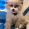 Mikko joined the competition — help win amazing prizes! kitten, cat, fluffy, blue_eyes, long_hair, cream_fur, gray_markings, white_paws, collar, bell, sitting, meowing, open_mouth, close_up, pet, indoor, blanket, blue_background, cute, portrait