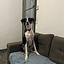 dog, black_and_white, sitting, couch, blanket, indoor, door, wall, floor, pet, furniture, collar, alert, living_room, home, domestic_animal, canine, quiet, calm, resting