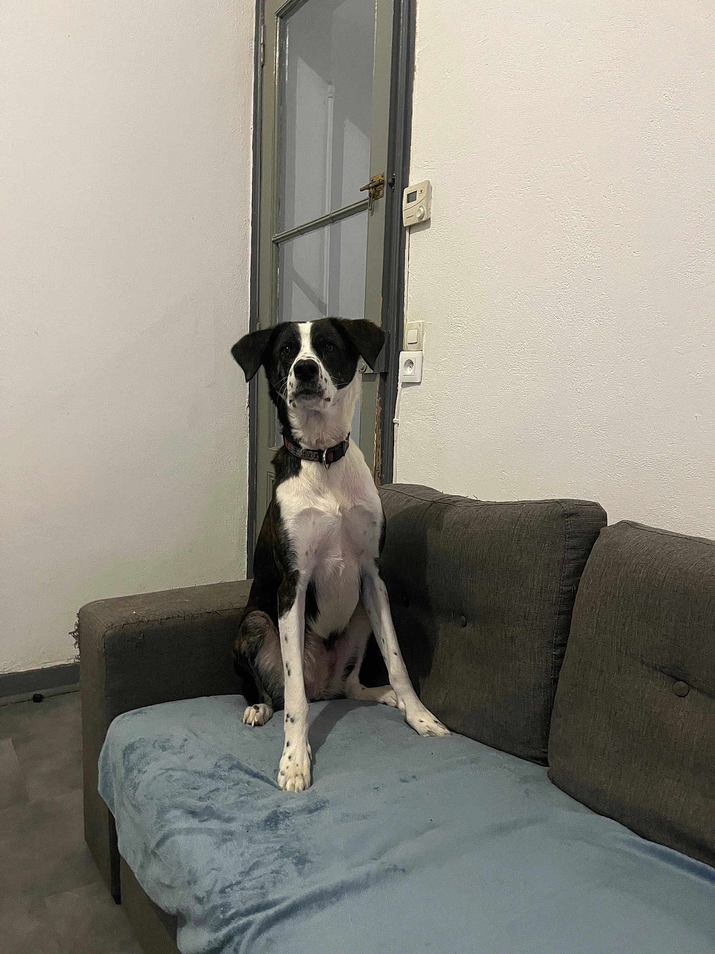 Céleste a rejoint le concours — aidez-le/la à gagner de superbes lots ! dog, black_and_white, sitting, couch, blanket, indoor, door, wall, floor, pet, furniture, collar, alert, living_room, home, domestic_animal, canine, quiet, calm, resting