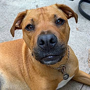 Honey is registered to the contest to win money with this photo: animal, brown_dog, canine, close_up, collar, concrete, curious, dog, domestic_animal, ears, face, friendly, grass, looking_at_camera, lying_down, nose, outdoor, patio, pet, tag