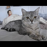 Lucky is registered to the contest to win money with this photo: animal, bed, bedding, cat, closeup, cozy, domestic_cat, ears, eyes, feline, focused, fur, gray_cat, indoor, lying_down, paw, pet, relaxed, tabby_cat, whiskers