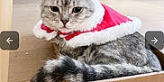 Lucky joined the competition — help win amazing prizes! animal, cape, cardboard_box, cat, christmas, cozy, cute, domestic_cat, festive, floor, fur, gray_cat, holiday_outfit, home, indoor, looking, pet, resting, tail, wooden_floor