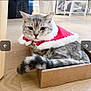 animal, cape, cardboard_box, cat, christmas, cozy, cute, domestic_cat, festive, floor, fur, gray_cat, holiday_outfit, home, indoor, looking, pet, resting, tail, wooden_floor