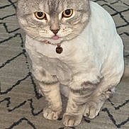 Lucky joined the competition — help win amazing prizes! cat, pet, indoor, carpet, gray_cat, white_fur, tongue_out, groomed, collar, bell, cute, sitting, animal, feline, fur, ears, whiskers, eyes, domestic, floor