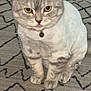 cat, pet, indoor, carpet, gray_cat, white_fur, tongue_out, groomed, collar, bell, cute, sitting, animal, feline, fur, ears, whiskers, eyes, domestic, floor