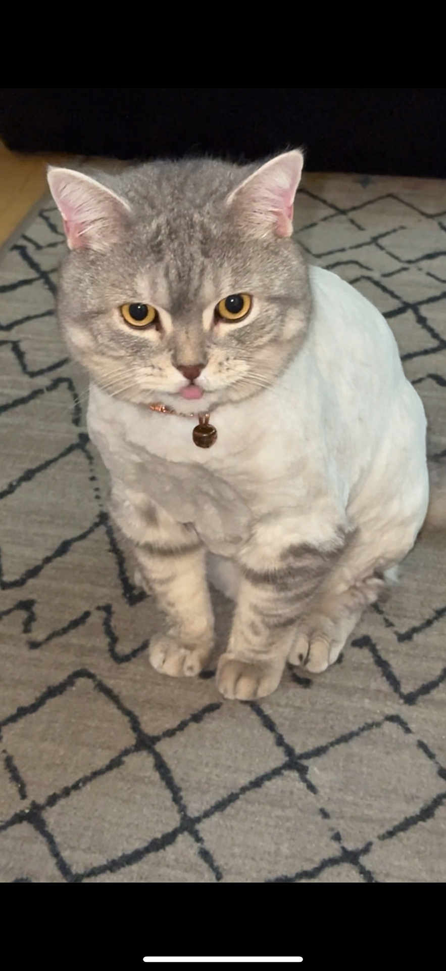 Lucky joined the competition — help win amazing prizes! cat, pet, indoor, carpet, gray_cat, white_fur, tongue_out, groomed, collar, bell, cute, sitting, animal, feline, fur, ears, whiskers, eyes, domestic, floor