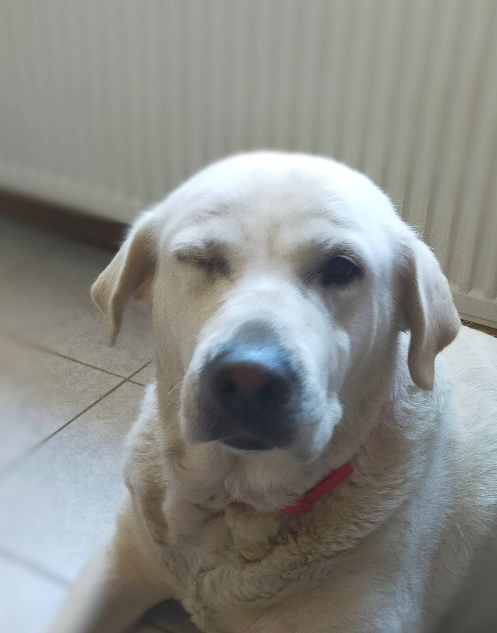 Gommette a rejoint le concours — aidez-le/la à gagner de superbes lots ! canidae, carnivore, companion_dog, dog, dog_breed, fawn, fur, retriever, sporting_group, whiskers, working_animal