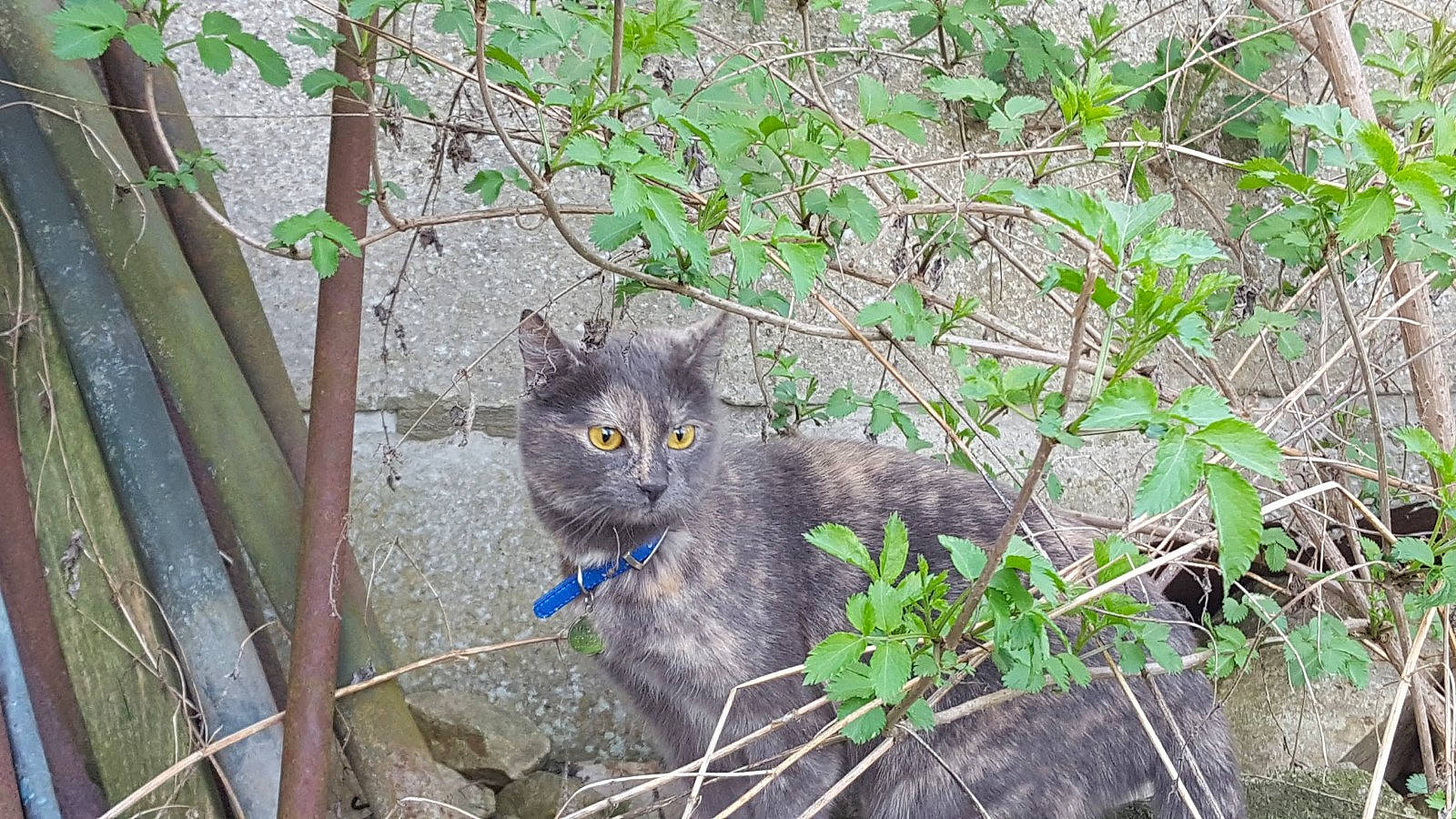 Marley a rejoint le concours — aidez-le/la à gagner de superbes lots ! asian_semi_longhair, branch, british_longhair, british_semi_longhair, british_shorthair, carnivore, cat, chartreux, domestic_short_haired_cat, european_shorthair, felidae, fur, nebelung, plant, small_to_medium_sized_cats, snout, whiskers, wild_cat, wildlife