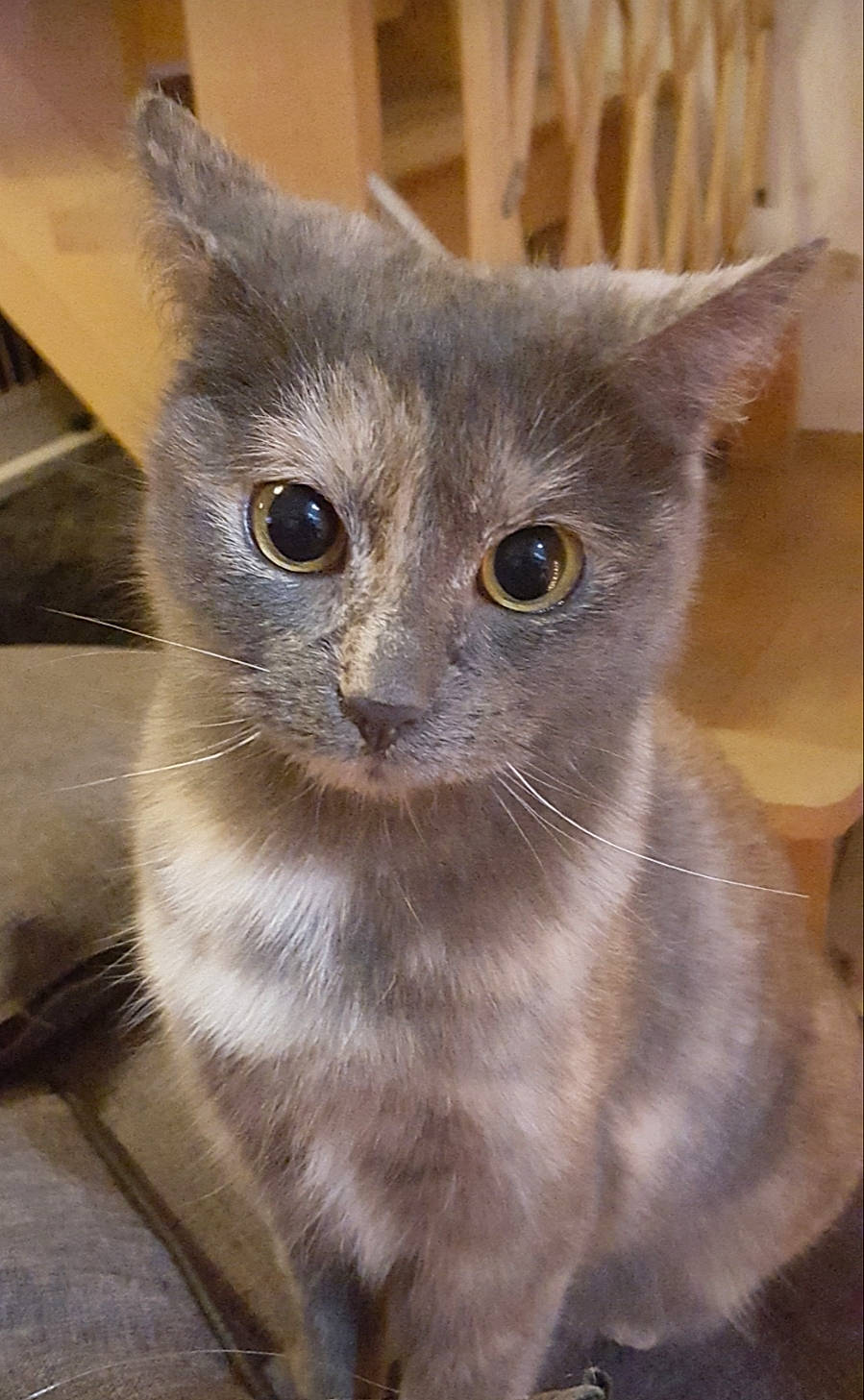 Marley participe au concours pour gagner de l'argent avec cette photo : asian, burmese, carnivore, cat, chartreux, domestic_short_haired_cat, fawn, felidae, german_rex, kitten, korat, mammal, nebelung, russian_blue, small_to_medium_sized_cats, snout, vertebrate, whiskers