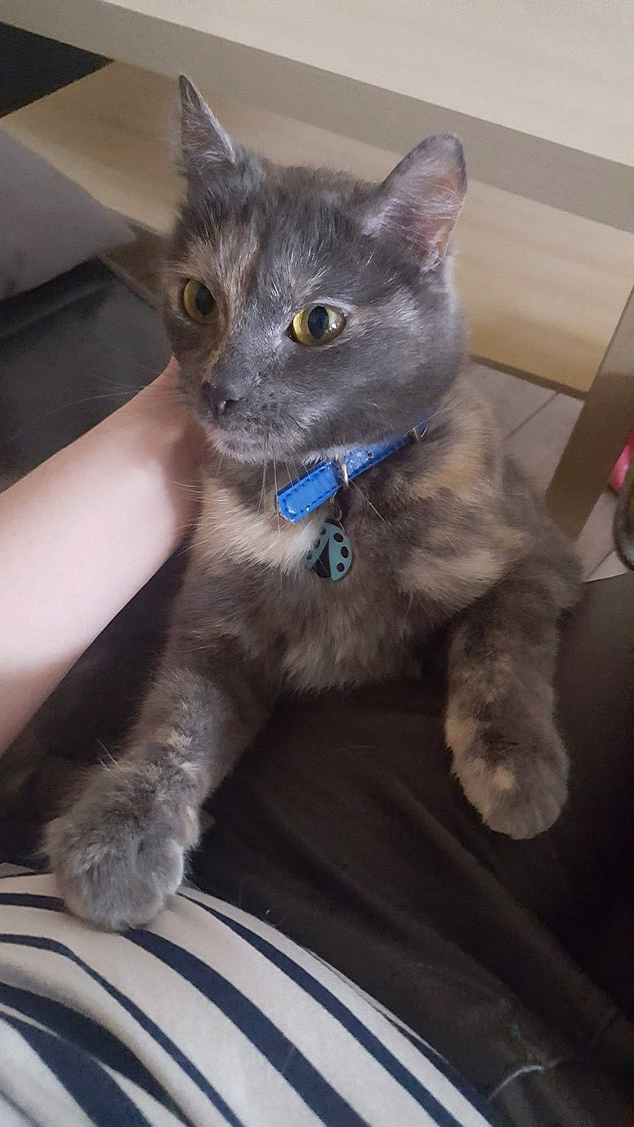 Marley a rejoint le concours — aidez-le/la à gagner de superbes lots ! asian, carnivore, cat, chartreux, domestic_long_haired_cat, domestic_short_haired_cat, eye, felidae, german_rex, iris, kitten, korat, mammal, nebelung, ojos_azules, russian_blue, small_to_medium_sized_cats, snout, vertebrate, whiskers