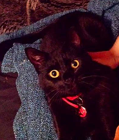 Mya a rejoint le concours — aidez-le/la à gagner de superbes lots ! asian, black_cat, bombay, british_shorthair, burmese, carnivore, cat, chartreux, domestic_short_haired_cat, ear, felidae, german_rex, havana_brown, kitten, korat, mammal, small_to_medium_sized_cats, snout, whiskers