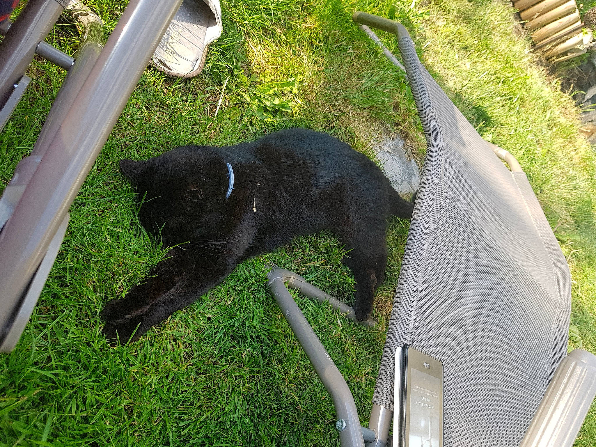 Mya a rejoint le concours — aidez-le/la à gagner de superbes lots ! black_cat, carnivore, cat, felidae, grass, small_to_medium_sized_cats, tail