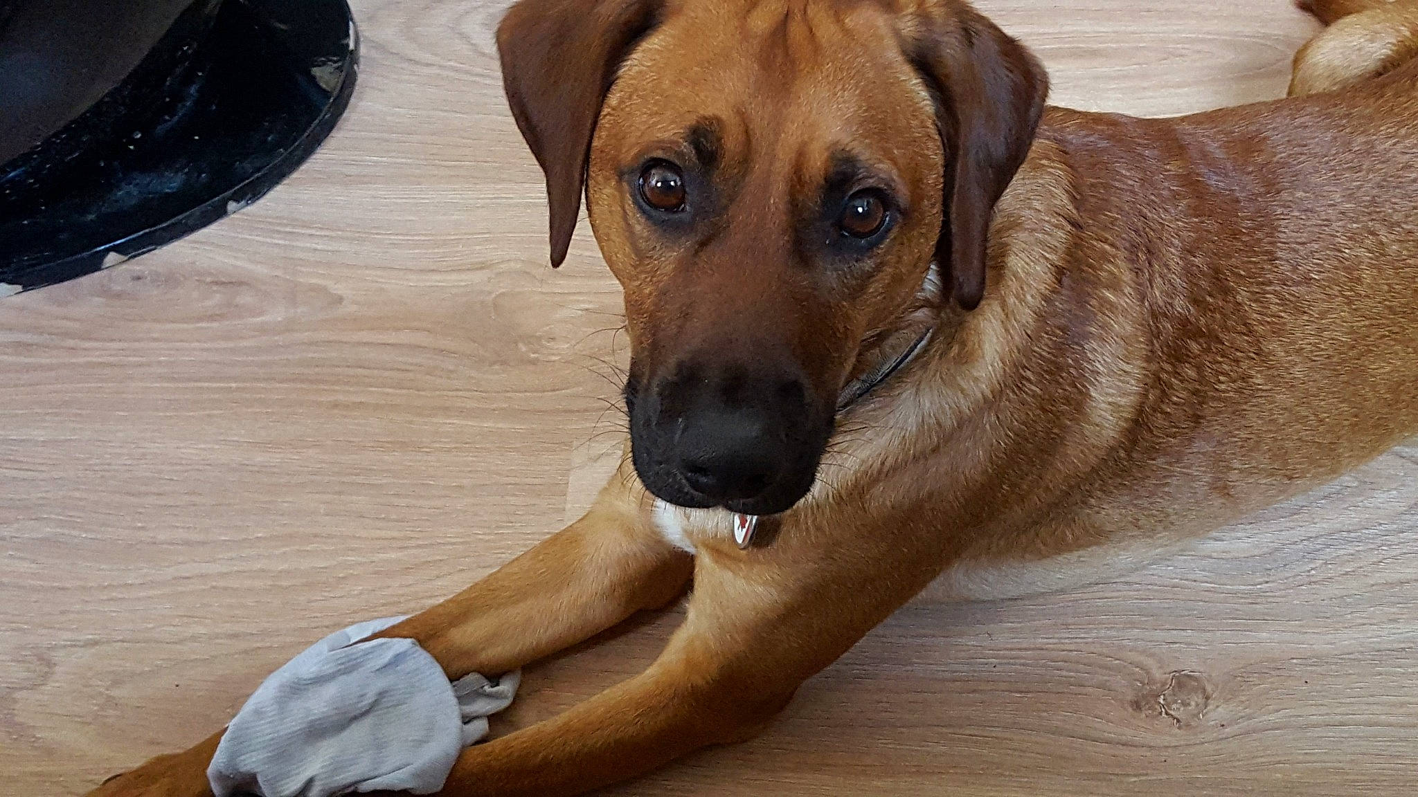 Jersey participe au concours pour gagner de l'argent avec cette photo : beagador, black_mouth_cur, broholmer, canidae, carnivore, companion_dog, dog, dog_breed, fawn, hound, mammal, mountain_cur, potcake_dog, rare_breed_dog, rhodesian_ridgeback, snout, tosa, vertebrate, whiskers