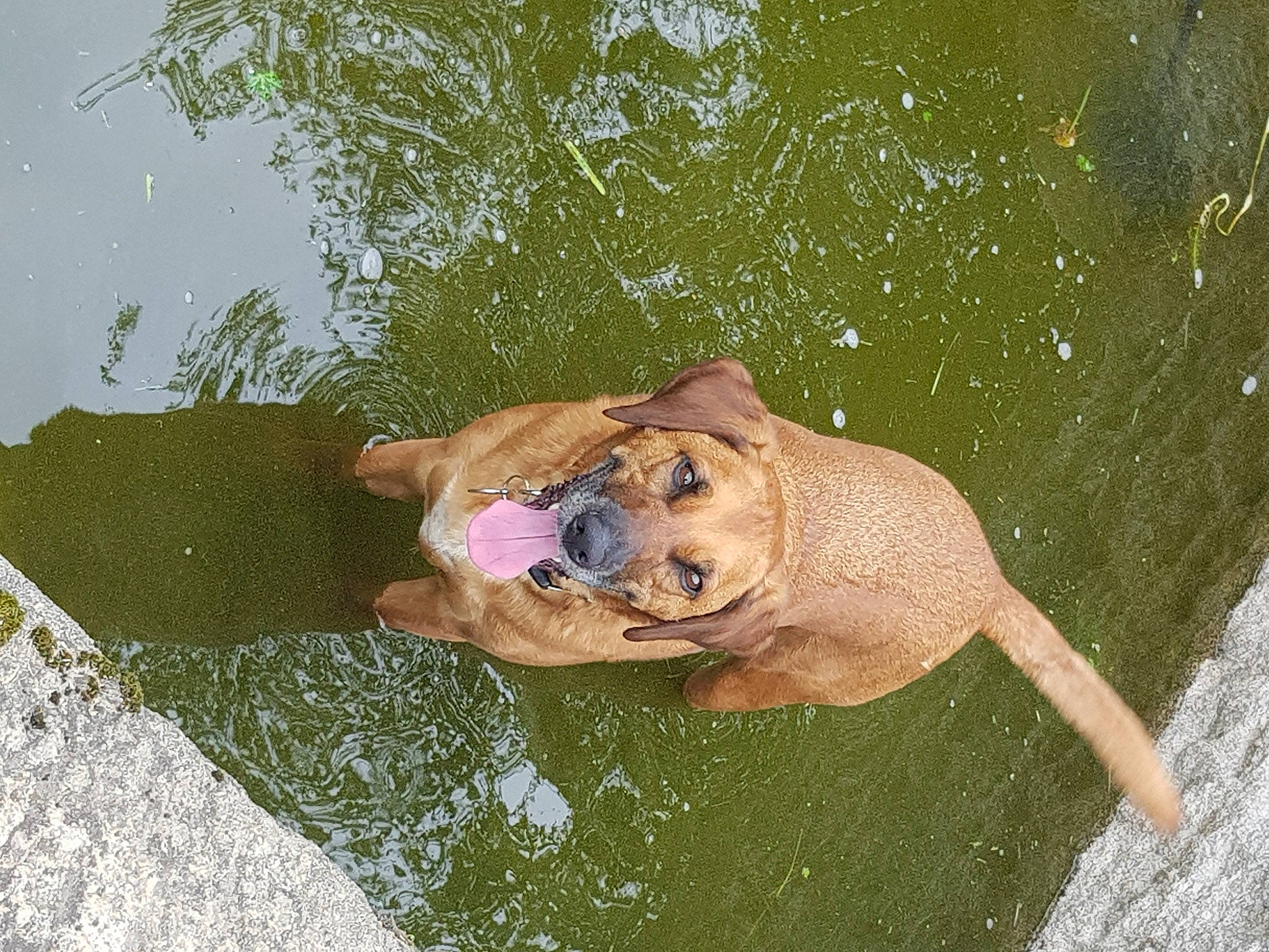 Jersey a rejoint le concours — aidez-le/la à gagner de superbes lots ! canidae, dog_breed, fawn, sporting_group, water