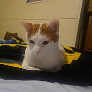 Dexter joined the competition — help win amazing prizes! animal, bed, blanket, calm, cat, cozy, cute, ears, eyes, feline, fur, furniture, indoor, looking_down, orange_and_white, pet, resting, soft_lighting, wall_art, whiskers