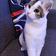 Rio a rejoint le concours — aidez-le/la à gagner de superbes lots ! cat, couch, cozy, curious, domestic_animal, ears, eyes, feline, furniture, home, indoor, lamp, paw, pet, pillow, sitting, sofa, tabby_fur, whiskers, white_fur