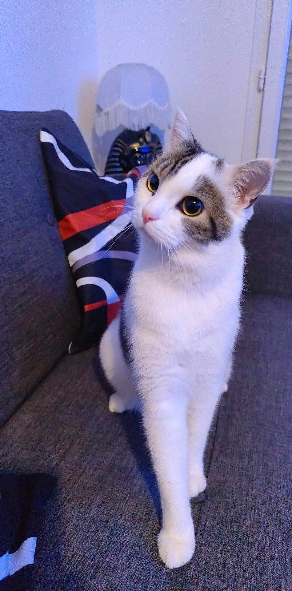 Rio a rejoint le concours — aidez-le/la à gagner de superbes lots ! cat, couch, cozy, curious, domestic_animal, ears, eyes, feline, furniture, home, indoor, lamp, paw, pet, pillow, sitting, sofa, tabby_fur, whiskers, white_fur