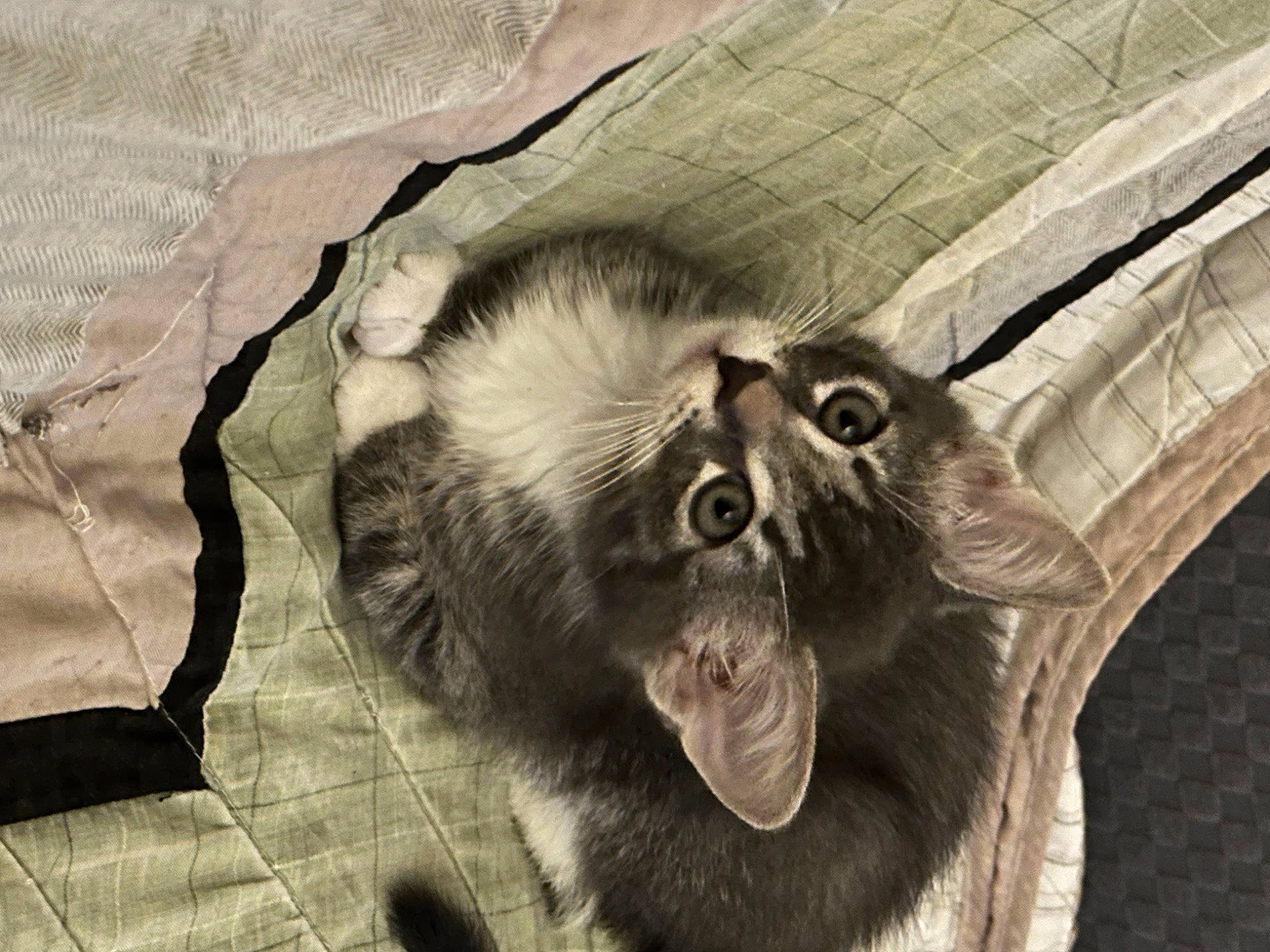 Potato Chip is registered to the contest to win money with this photo: art, bat, canidae, carnivore, dog_breed, fang, felidae, fur, grey, liver, monochrome, primate, shout, small_to_medium_sized_cats, snout, sporting_group, terrestrial_animal, whiskers, wood, yawn