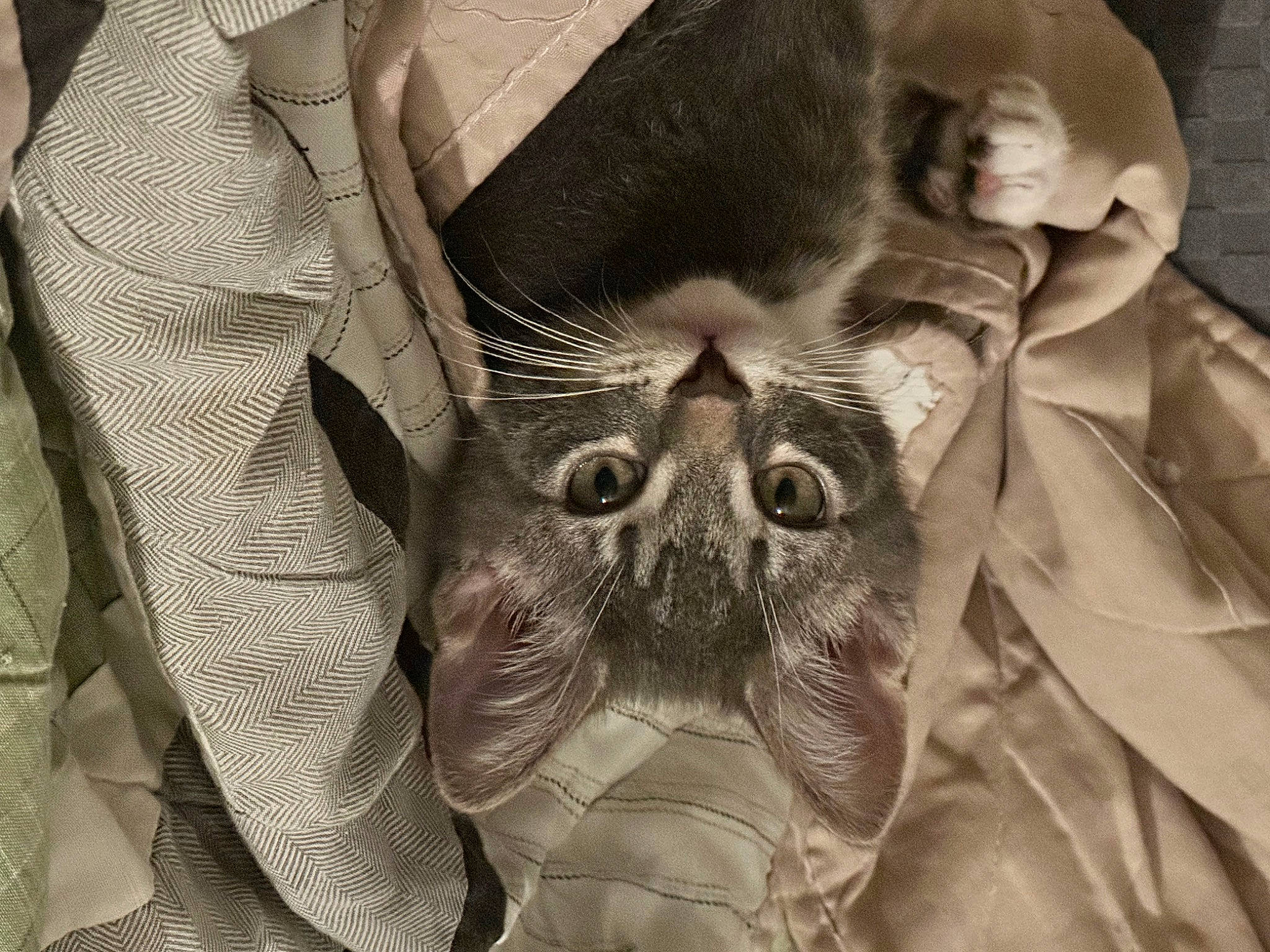 Potato Chip joined the competition — help win amazing prizes! black_and_white, carnivore, cat, close_up, ear, eyelash, eyewear, felidae, fur, happy, monochrome, monochrome_photography, organism, pattern, small_to_medium_sized_cats, snout, style, symmetry, whiskers, wrinkle