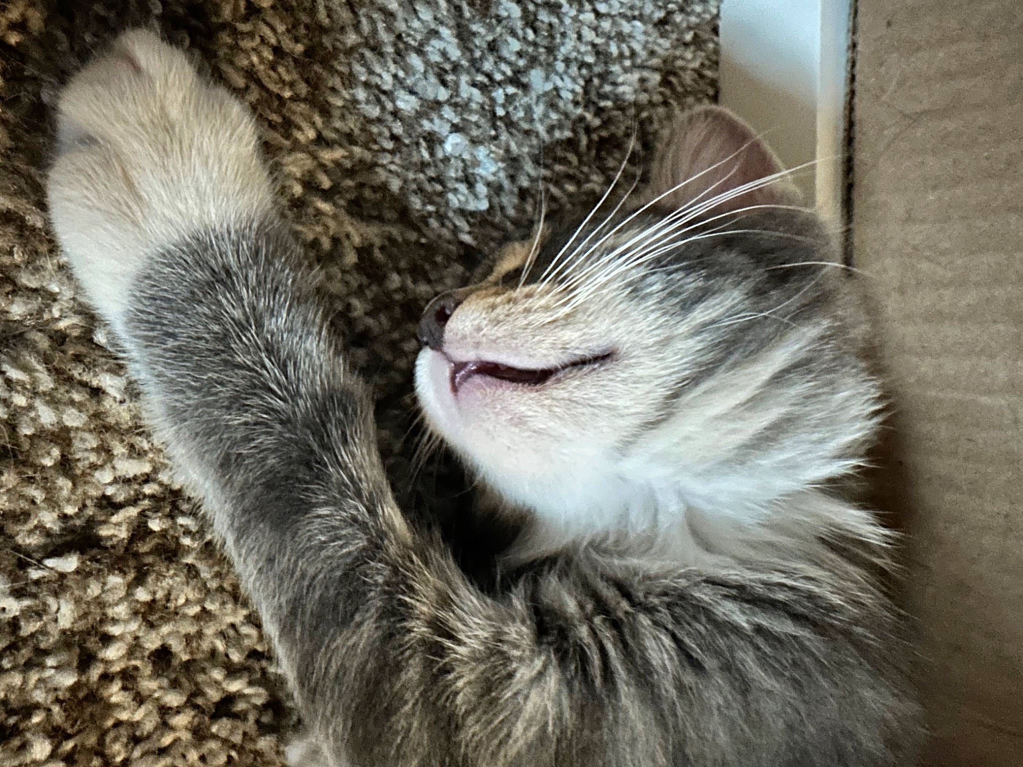 Potato Chip joined the competition — help win amazing prizes! carnivore, cat, claw, comfort, domestic_short_haired_cat, felidae, foot, fur, grey, nap, paw, sleep, small_to_medium_sized_cats, snout, tail, terrestrial_animal, whiskers, wildlife