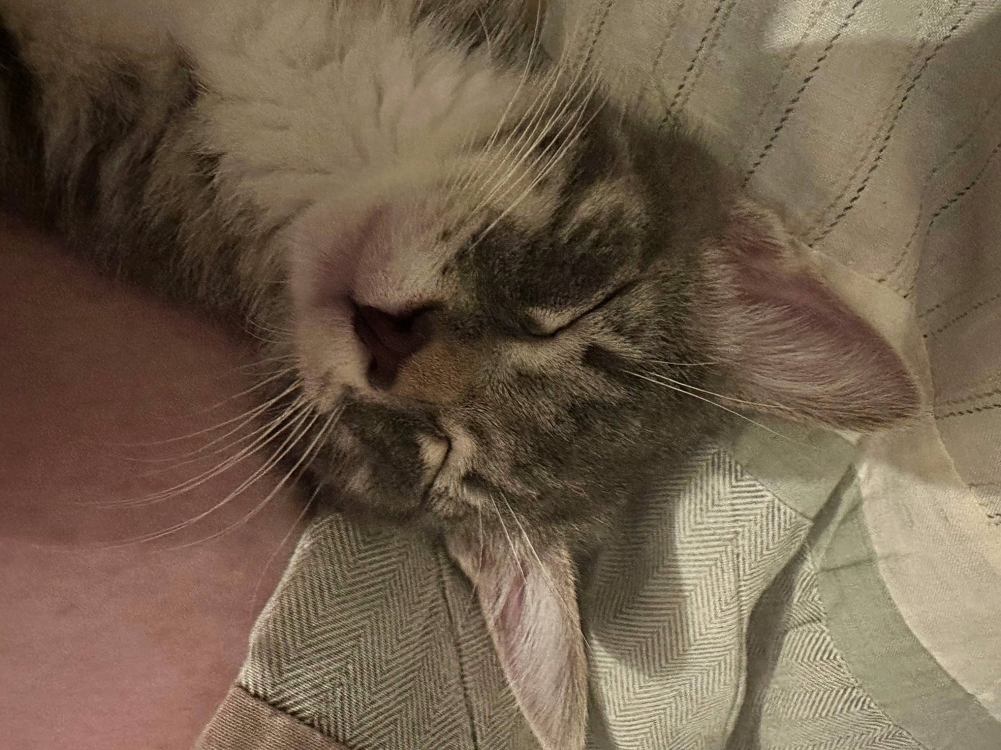 Potato Chip joined the competition — help win amazing prizes! carnivore, cat, close_up, comfort, domestic_short_haired_cat, ear, eyelash, felidae, fur, gesture, hand, monochrome, monochrome_photography, moustache, nose, paw, small_to_medium_sized_cats, snout, whiskers, wrinkle