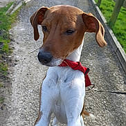 Happy participe au concours pour gagner de l'argent avec cette photo : animal, brown, canine, collar, curious, daylight, dog, ears, fence, fur, grass, gravel, leash, nature, outdoor, path, pet, snout, walking, white