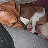 Happy participe au concours pour gagner de l'argent avec cette photo : animal, bed, blanket, brown, canine, closeup, comfort, cozy, cushion, dog, fabric, fur, indoor, nap, pet, quiet, relaxed, resting, sleeping, white