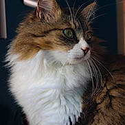 Titoune a rejoint le concours — aidez-le/la à gagner de superbes lots ! animal, brown_fur, calm, cat, close_up, curious, domestic_cat, feline, fluffy, fur_texture, green_eyes, indoor, long_hair, mammal, pet, portrait, side_view, soft_light, whiskers, white_fur