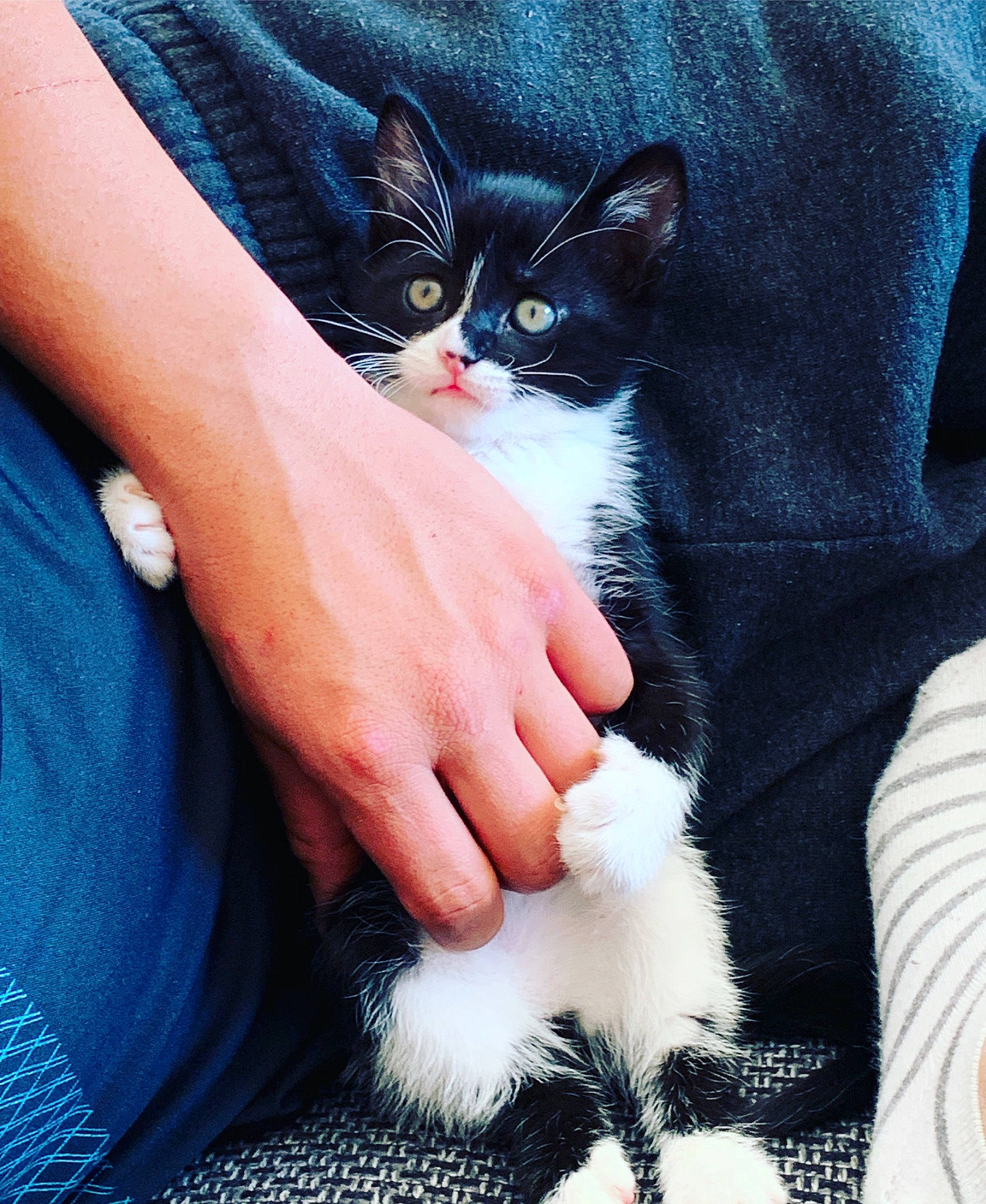 Moustache a rejoint le concours — aidez-le/la à gagner de superbes lots ! american_wirehair, asian, carnivore, cat, claw, domestic_short_haired_cat, ear, european_shorthair, felidae, finger, fur, german_rex, hand, kitten, leg, mammal, nail, polydactyl_cat, small_to_medium_sized_cats, whiskers