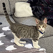 Simba joined the competition — help win amazing prizes! cat, kitten, tabby, indoor, blanket, couch, pillow, fur, pet, collar, animal, whiskers, tail, gray, white, pattern, soft, domestic, curious, furniture