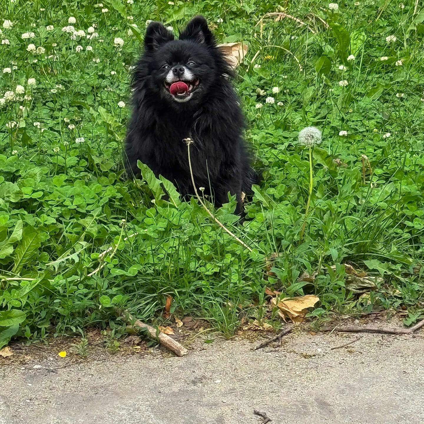 Rosie joined the competition — help win amazing prizes! animal, black_dog, clover, cute, dandelion, dog, fluffy, grass, greenery, happy, joyful, nature, outdoor, pet, sitting, small_dog, smiling, sunlight, tongue_out, wild_plants