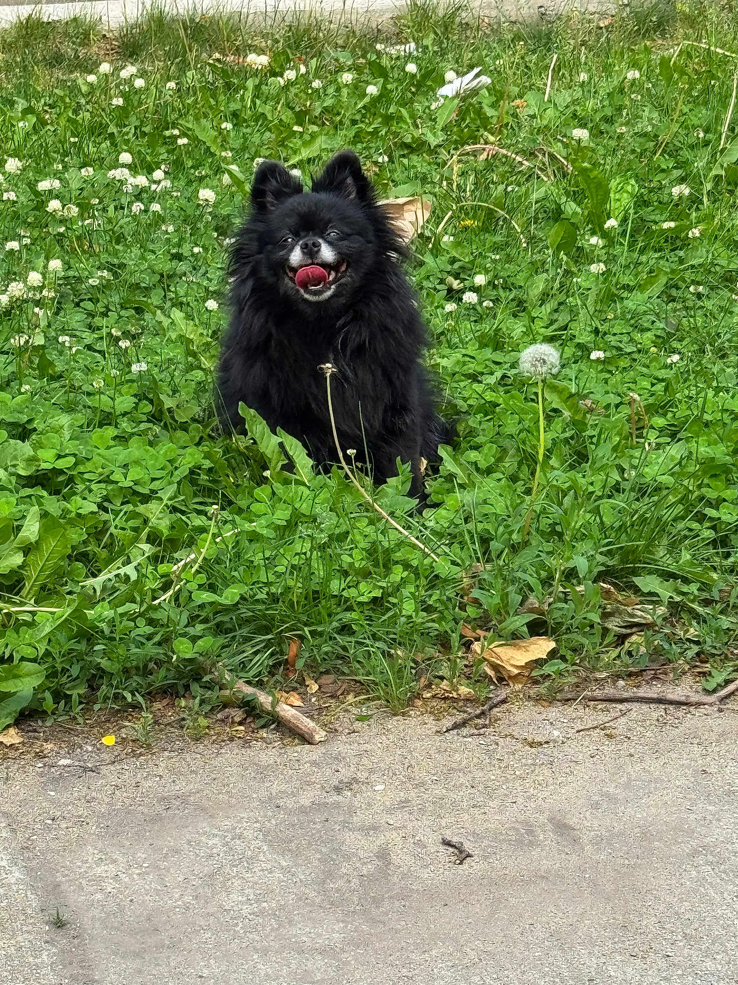 Rosie joined the competition — help win amazing prizes! dog, black_dog, happy, tongue_out, grass, clover, dandelion, wild_plants, outdoor, nature, smiling, pet, fluffy, small_dog, sitting, greenery, sunlight, animal, cute, joyful