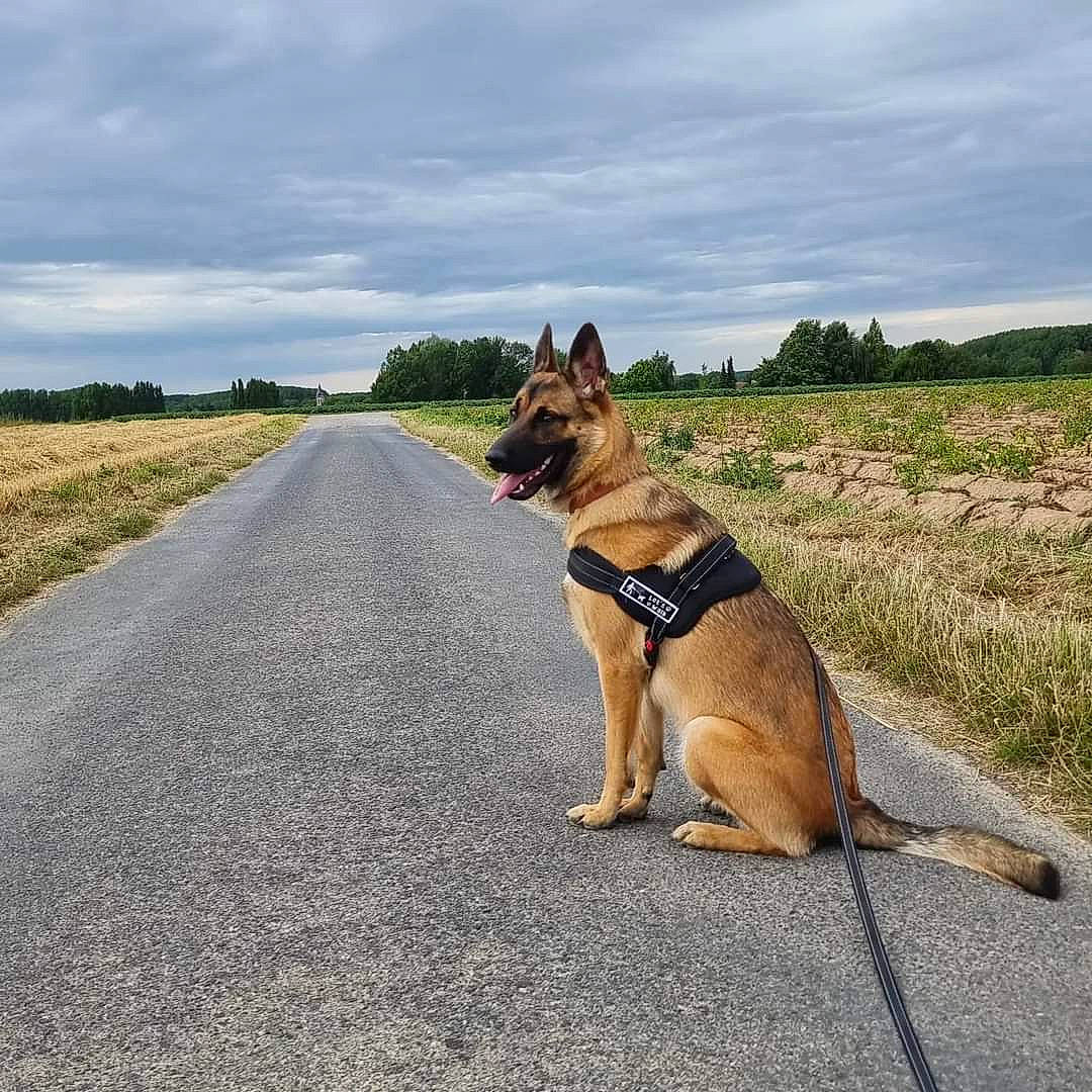Leïka participe au concours pour gagner de l'argent avec cette photo : asphalt, carnivore, cloud, collar, companion_dog, dog, dog_breed, dog_collar, dog_supply, fawn, herding_dog, leash, old_german_shepherd_dog, pet_supply, plant, road_surface, sky, snout, tail, tree