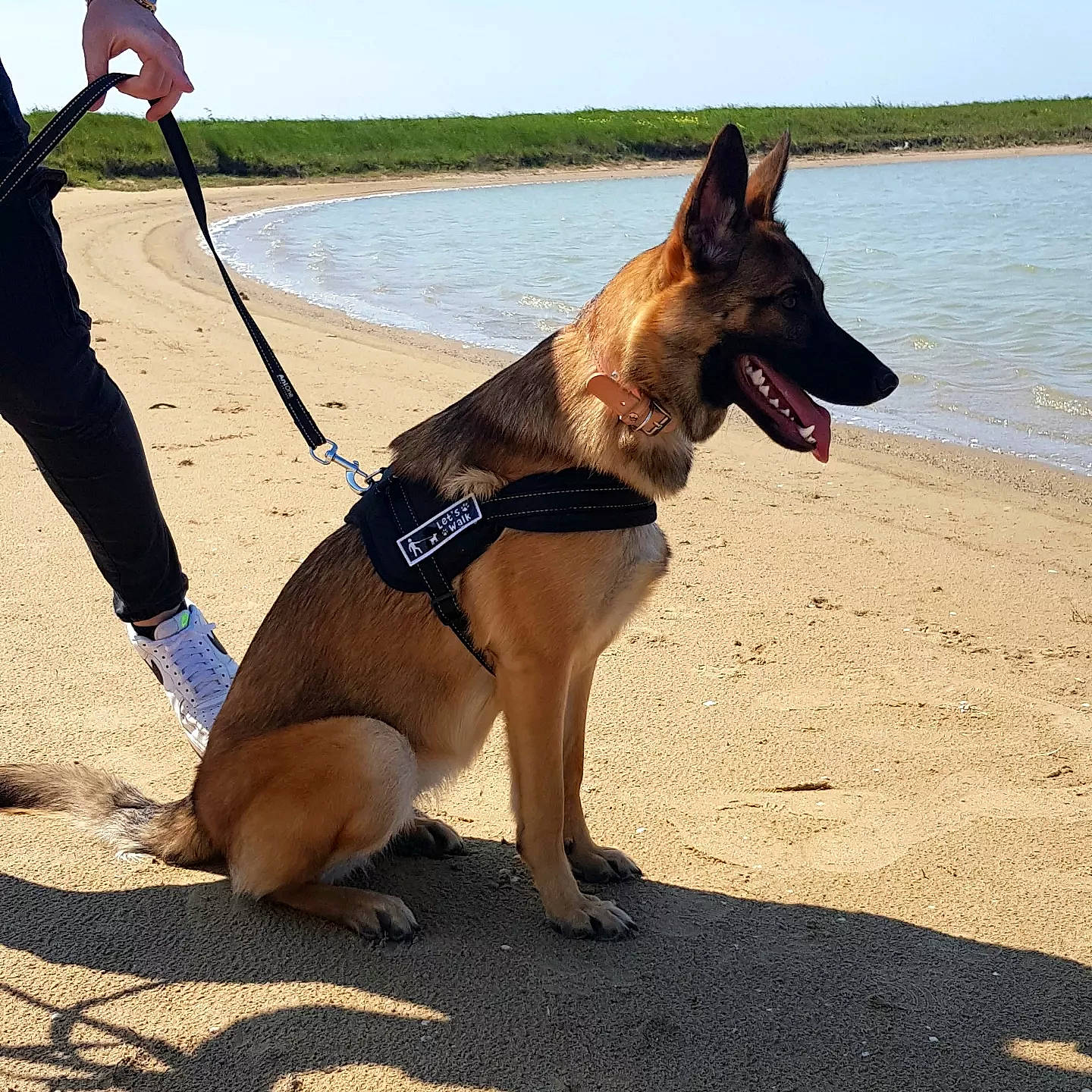 Leïka participe au concours pour gagner de l'argent avec cette photo : beach, carnivore, collar, companion_dog, dog, dog_breed, dog_collar, dog_supply, fawn, foot, german_shepherd_dog, herding_dog, lake, leash, old_german_shepherd_dog, pet_supply, sky, snout, water, working_animal