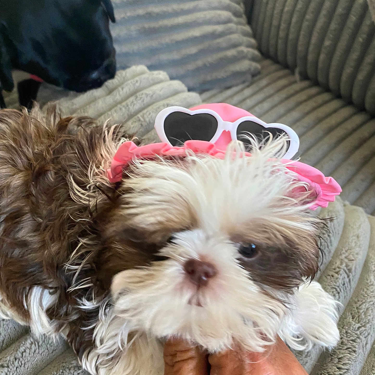 Zoey joined the competition — help win amazing prizes! accessories, animal, canine, couch, cushion, dog, face, furniture, glasses, head, homedecor, person, pet, photography, poodle, portrait, puppy, sunglasses, terrier, whitedog