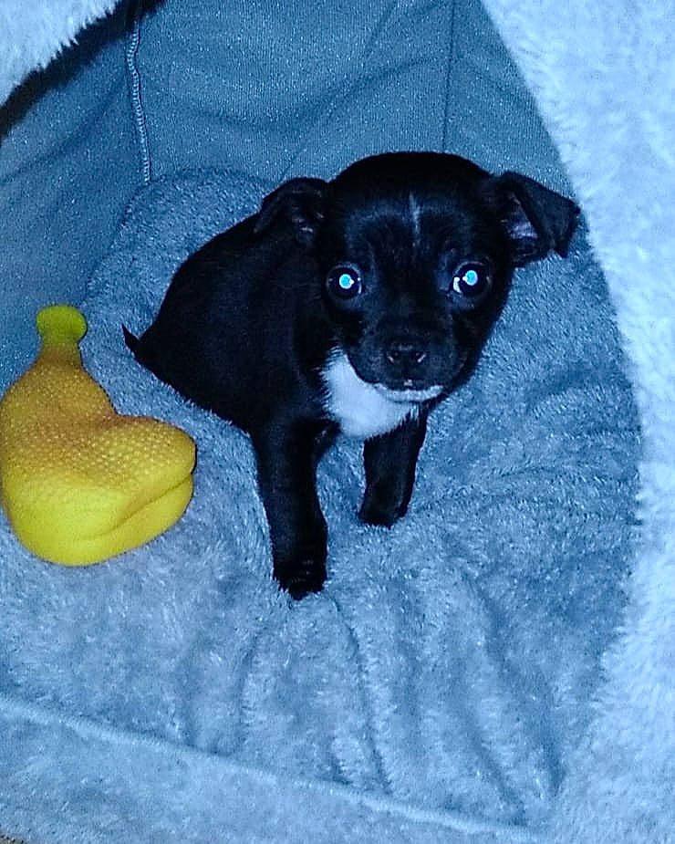 Disco joined the competition — help win amazing prizes! borador, canidae, carnivore, comfort, companion_dog, dog, dog_breed, dog_supply, electric_blue, fawn, fur, pet_supply, snout, snow, sporting_group, tail, toy, toy_dog, whiskers, working_animal