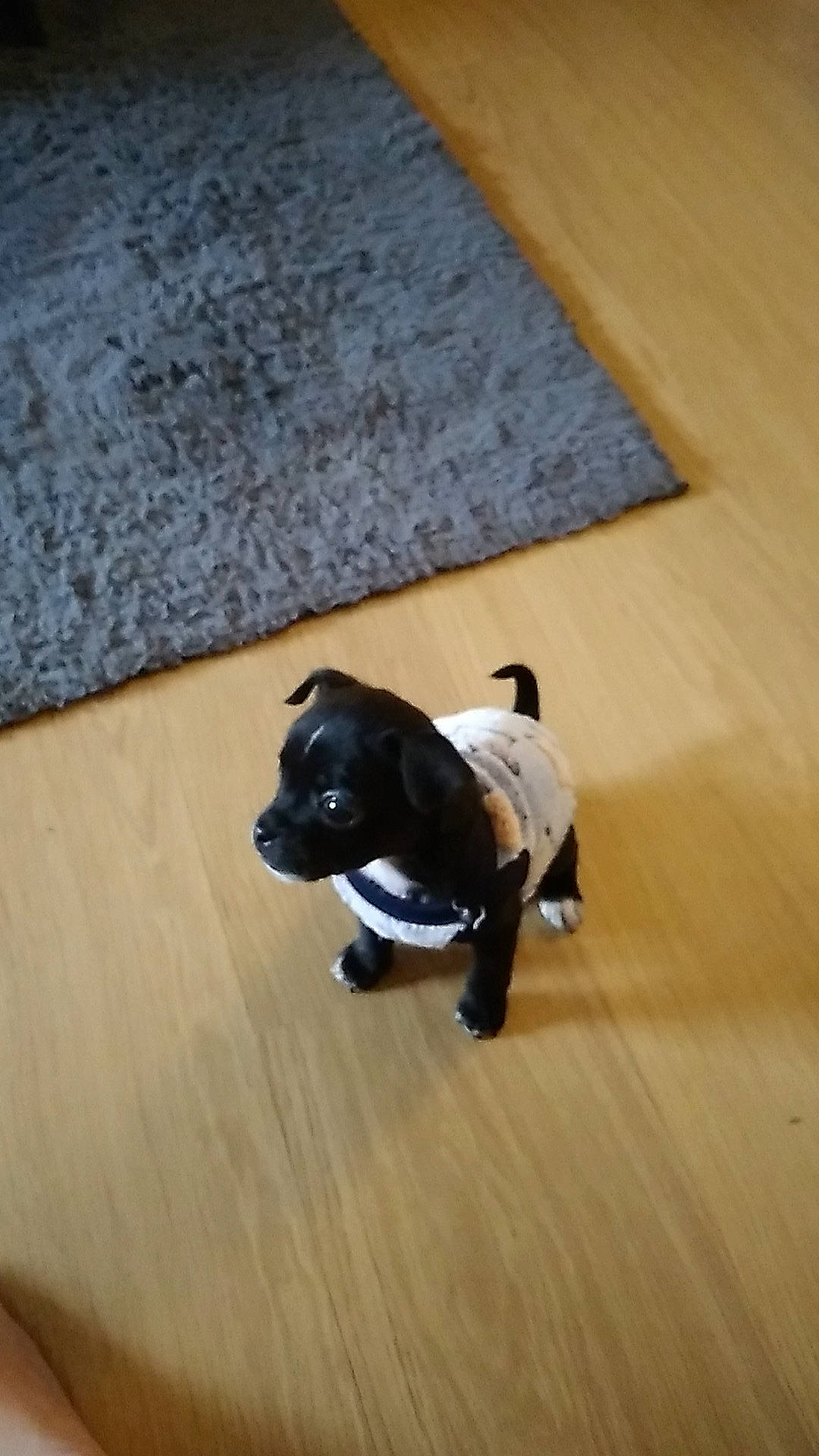 Disco joined the competition — help win amazing prizes! carnivore, companion_dog, dog, dog_breed, dog_clothes, fawn, floor, flooring, grey, hardwood, laminate_flooring, pet_supply, plywood, snout, tail, toy_dog, wood, wood_flooring, wood_stain, working_animal