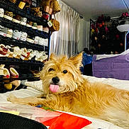 Chewey is registered to the contest to win money with this photo: bed, canine, casual, cozy, curtains, dog, fluffy, funny, furniture, high_heels, indoor, leather_bag, pet, purple_couch, resting, room, shoe_rack, shoes, sneakers, tongue_out