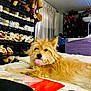 bed, canine, casual, cozy, curtains, dog, fluffy, funny, furniture, high_heels, indoor, leather_bag, pet, purple_couch, resting, room, shoe_rack, shoes, sneakers, tongue_out