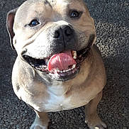 Paco participe au concours pour gagner de l'argent avec cette photo : animal, canine, closeup, companion, cute, dog, friendly, fur, ground, happy, looking_up, mammal, outdoor, paws, pet, shadow, smiling, sunlight, texture, tongue_out