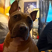 Daisy joined the competition — help win amazing prizes! dog, brown_dog, white_chest, indoor, living_room, couch, lamp, curtains, wall_art, flowers, home_decor, pet, close_up, ears, animal, furniture, cozy, portrait, domestic, relaxed