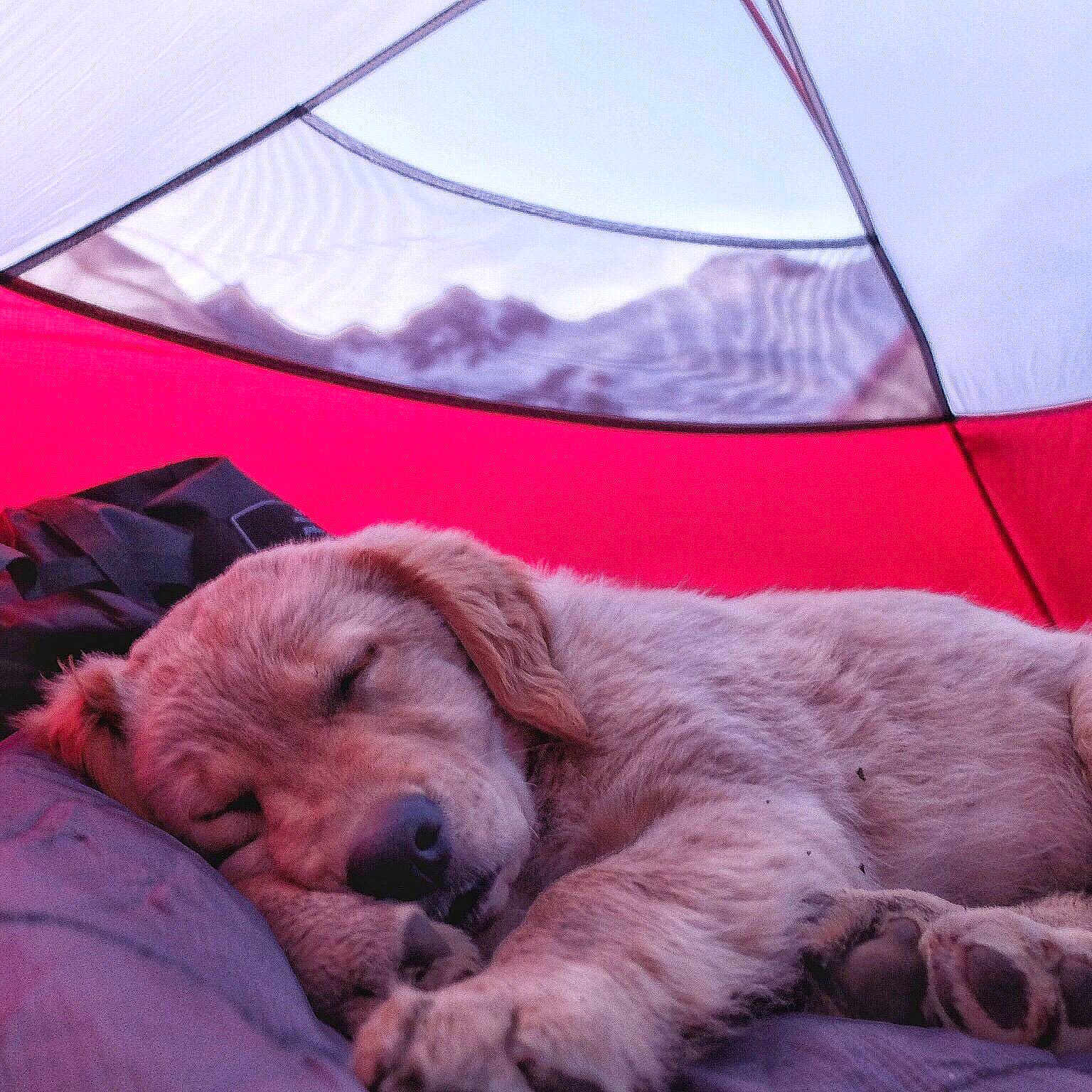 Rainier Lulu Jennings